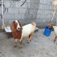 بز ماده دو دنگی...30