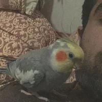 عروس هلندی گمشده