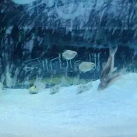 ماهی بالن چشم چراغی