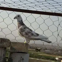 گرفتنی|پرنده|سبزوار, هویزه|دیوار
