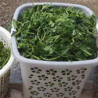 سبزیجات|خوردنی و آشامیدنی|خزل, |دیوار