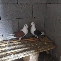 کبوتر‌ طوقی و المانی