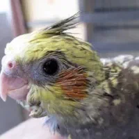 پرنده