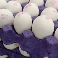 تخم مرغ عمده خرده شانه ای کیلو  235000