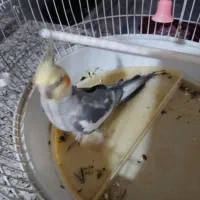 سایر