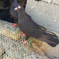 فروش کفترصرب جایزان