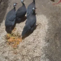 مرخ شاخدار تخم گذار.