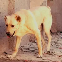 طوله سگ پژدروسراب