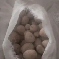 سیب زمینی اگریا ۴۰۲
