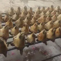 سیرابی وکله پاچه