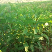 سبزی فروشی شهرام احمدی