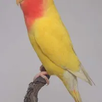پرنده طوطی برزیلی کوتوله گمشده گم شده