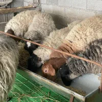 میش رمانوف داشتی و قوچ