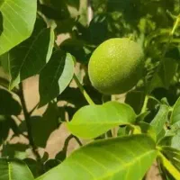 فروش باغ میوه