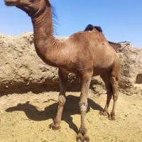 شتر لوک