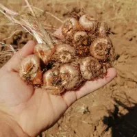 پیاز زعفران قاینات ویا بذر زعفران