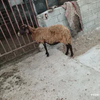 گوسفند جوان