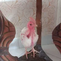 جوجه مرغ