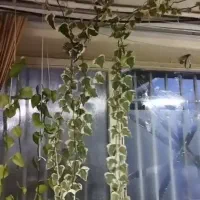 گل پاپیتال