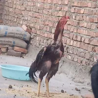 خروس لاری