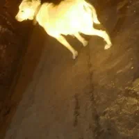 واگذاری سگ آلابای