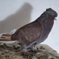 سرخ اخمو