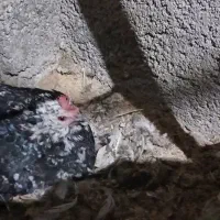 فردش مرغ گلین