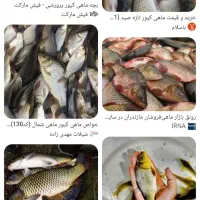 فروش بچه کپور