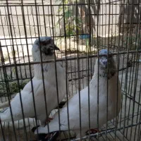 کبوتر پرشی