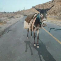 الاغ