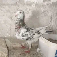 سرور ماده