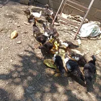 اردک شوروی یا روسی اصل