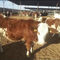 فروش بهترین گوساله نر و ماده با قیمت مناسب