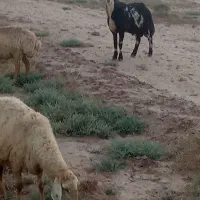 قوچ