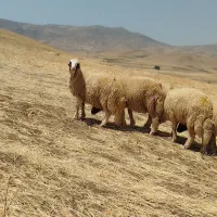 قوچ بره قوچ سنجابی