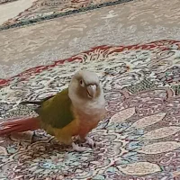 گمشده