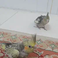 ۲ عدد جوجه عروس هلندی نرمه خوره