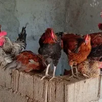 خروس محلی