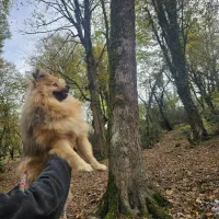 توله پامر روباهی۱۰ ماهه و خرسی ۵ماهه