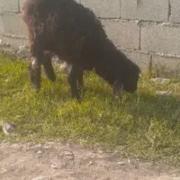 ب ره گوسفند