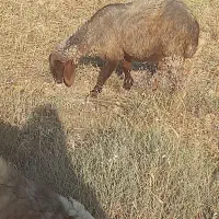 میش با بز بزغاله