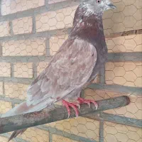 کبوتر