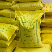 چمپا فجر141