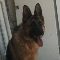 سگ ژرمن