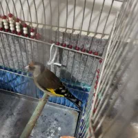 سهره|پرنده|کنگاور, |دیوار