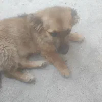 سگ پا کوتاه نژاد خوب