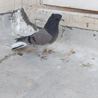 کبوتر مفلق اصفهانی جوجه پر