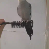 عروس هلندی گم شده سخنگو نر