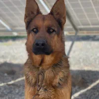 سگ ژرمن|سگ|بیرجند, |دیوار