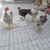 فروش فوری مرغ و خروس کردی